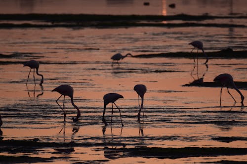 Gratis arkivbilde med daggry, dyreliv, flamingo
