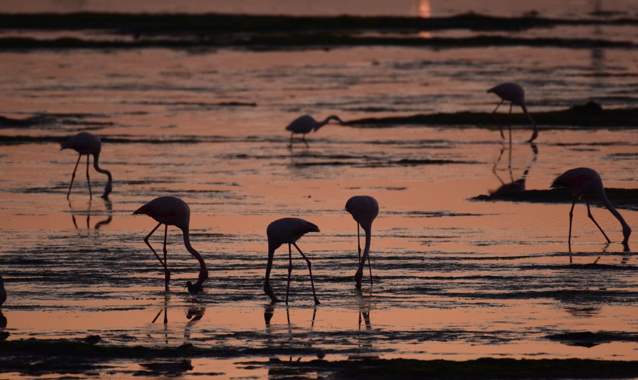 Birdwatching in Ibiza: Flamingos, Falcons and the Autumn Migration at Ses Salines (2026)