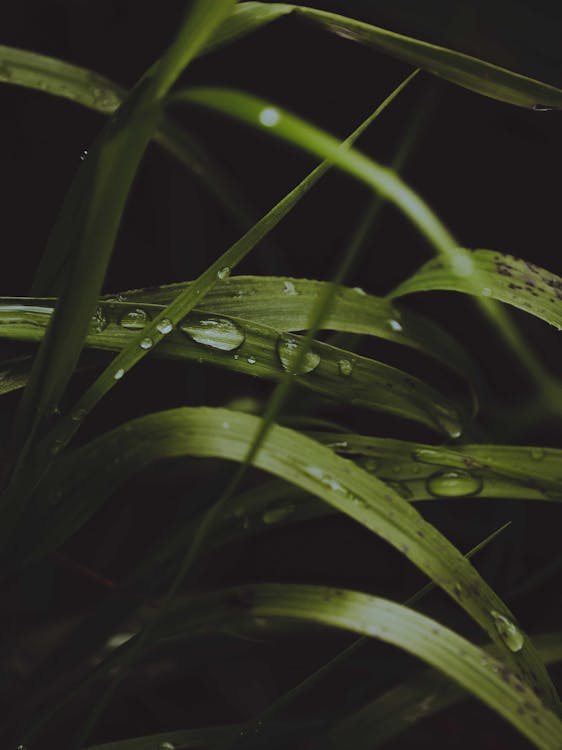 Water Droplets on Green Grass · Free Stock Photo