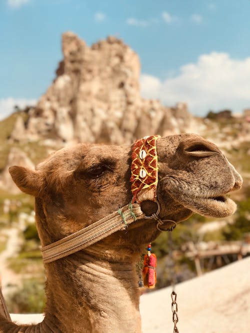 Close-up of a Camel in Side View 