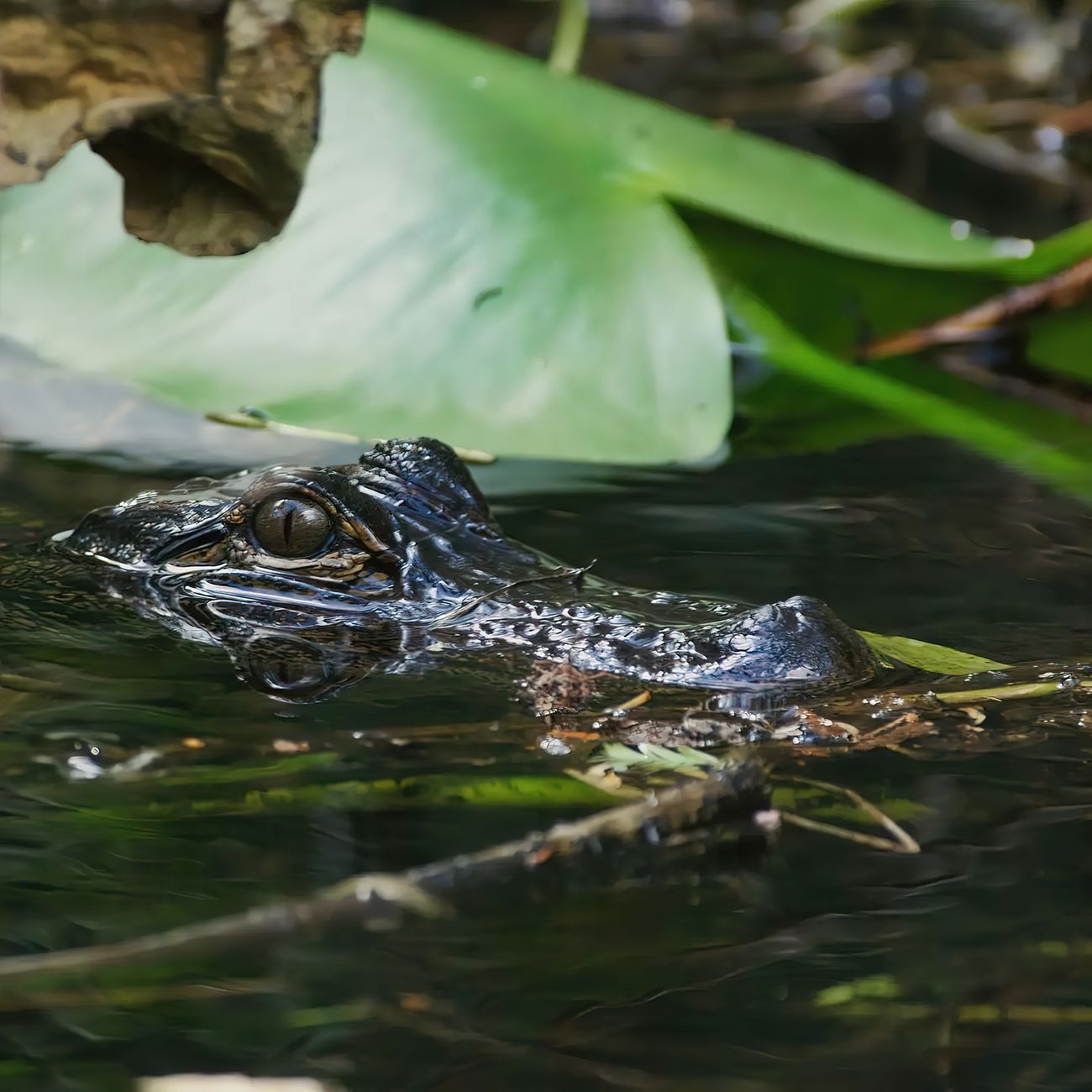 Teplo, riasy a AI: Navrhované dátové centrum by mohlo poškodiť Everglades, varujú odborníci