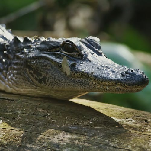 Close-up Photo of an Alligator