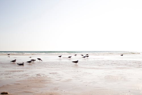 無料 カモメ, ビーチ, 岸の無料の写真素材 写真素材