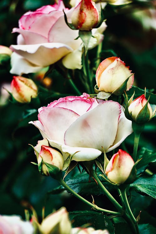 無料 バラ, フラワーズ, 咲くの無料の写真素材 写真素材