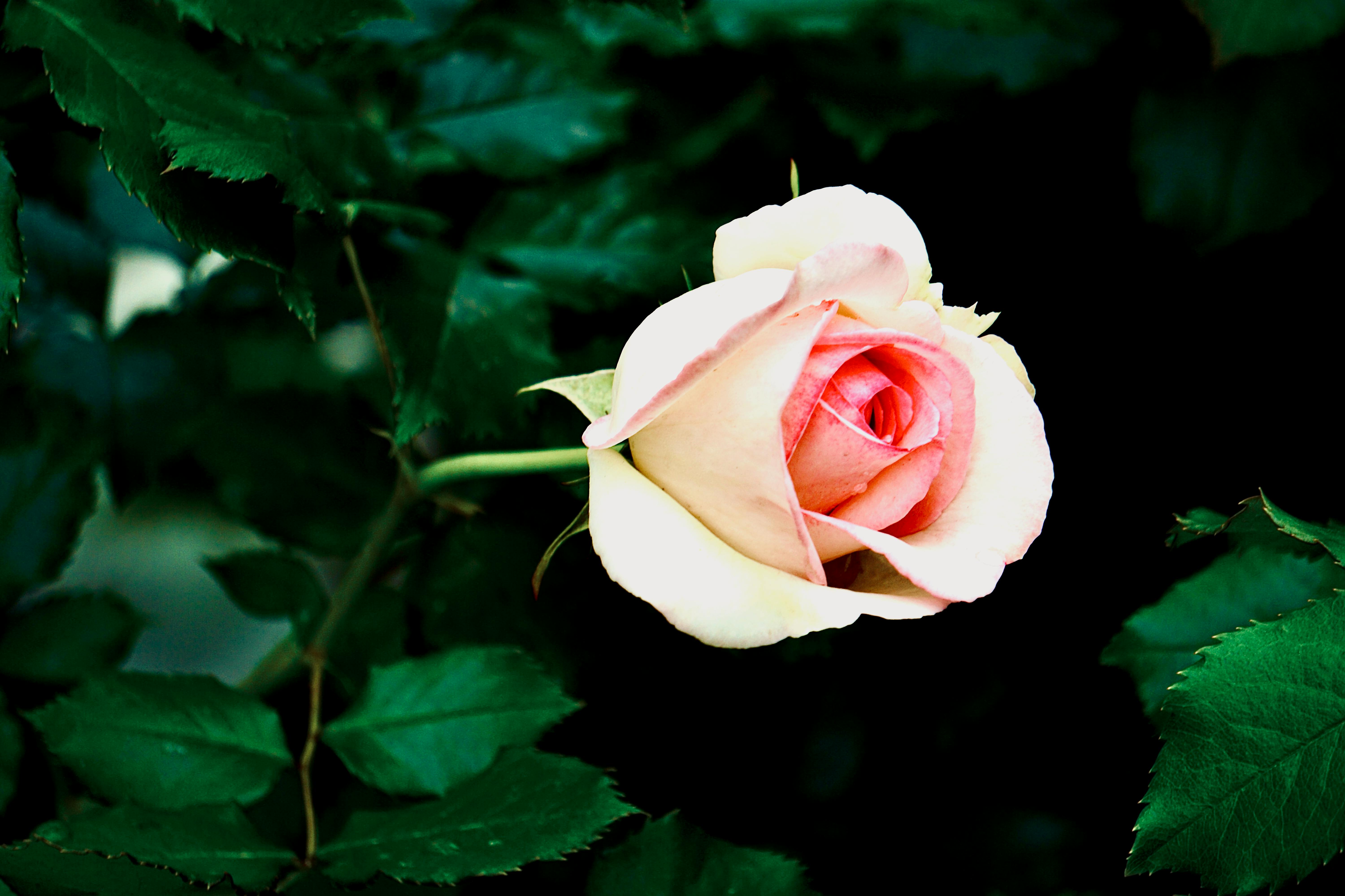 Rose in Bloom.