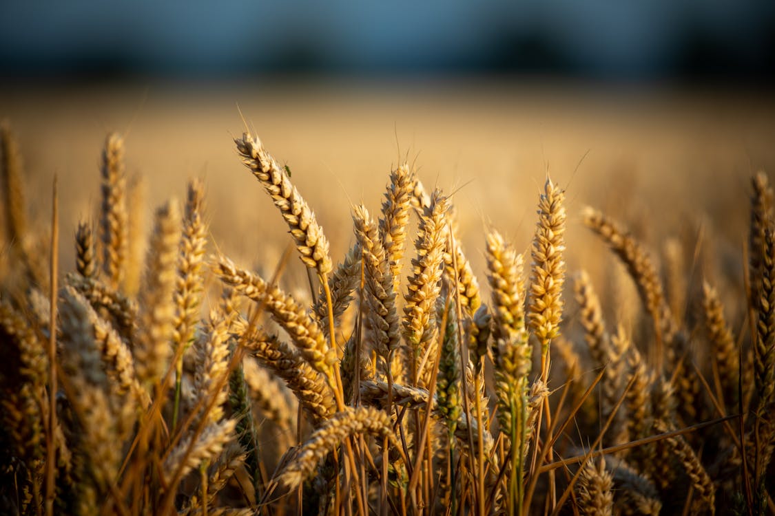 Photograph of Brown Wheat