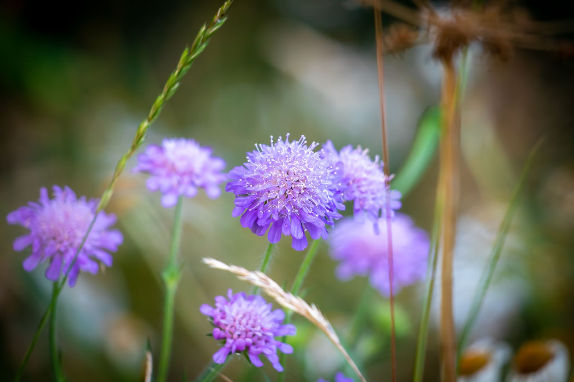 Vibrant purple scabiosa flowers blooming in nature, captured in macro detail.