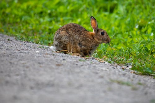 Close-Up Photo of a Rabbit