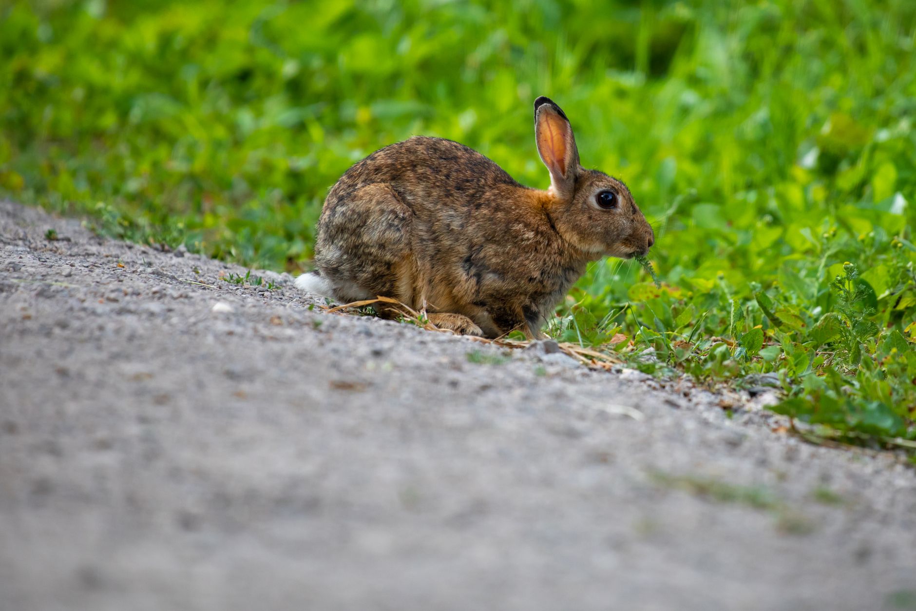 Veterinarian examining a rabbit during a checkup