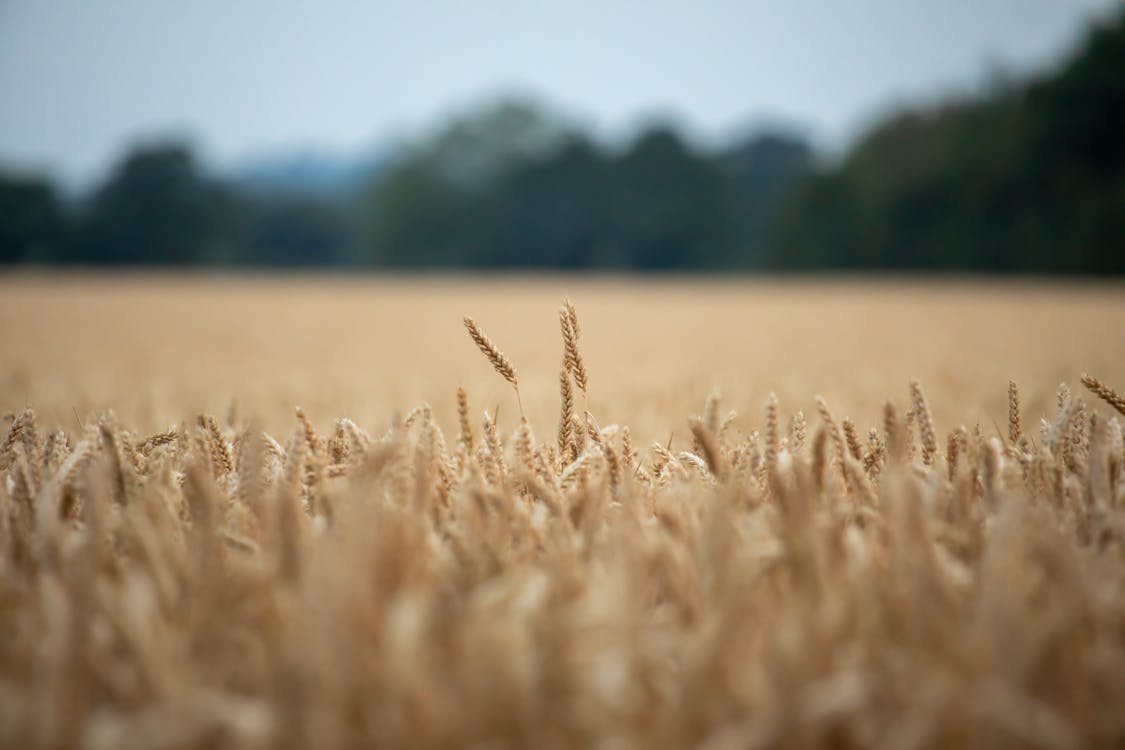 A Brown Wheat Field