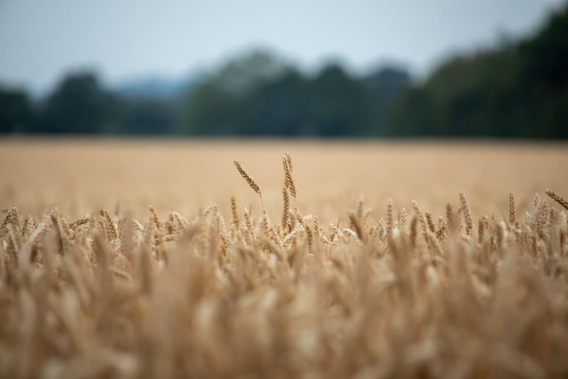 Photos gratuites de agriculture, blé, brun