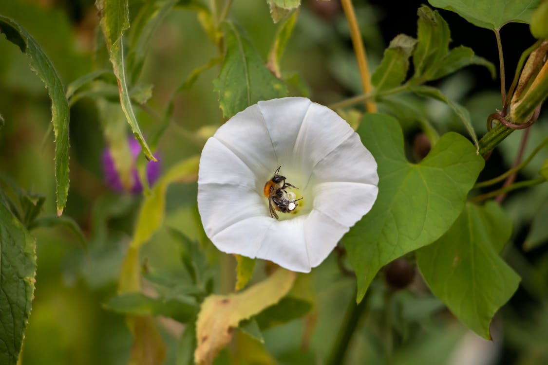 Bee in Flower