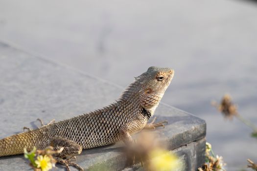 A detailed view of an oriental garden lizard basking on a rock outdoors.