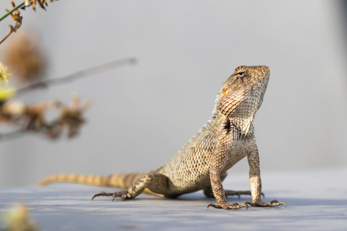 Close Up Photo of a Lizard · Free Stock Photo