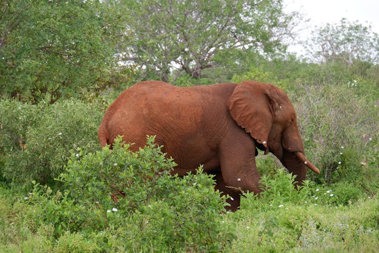 A Brown Elephant Near The Green Trees