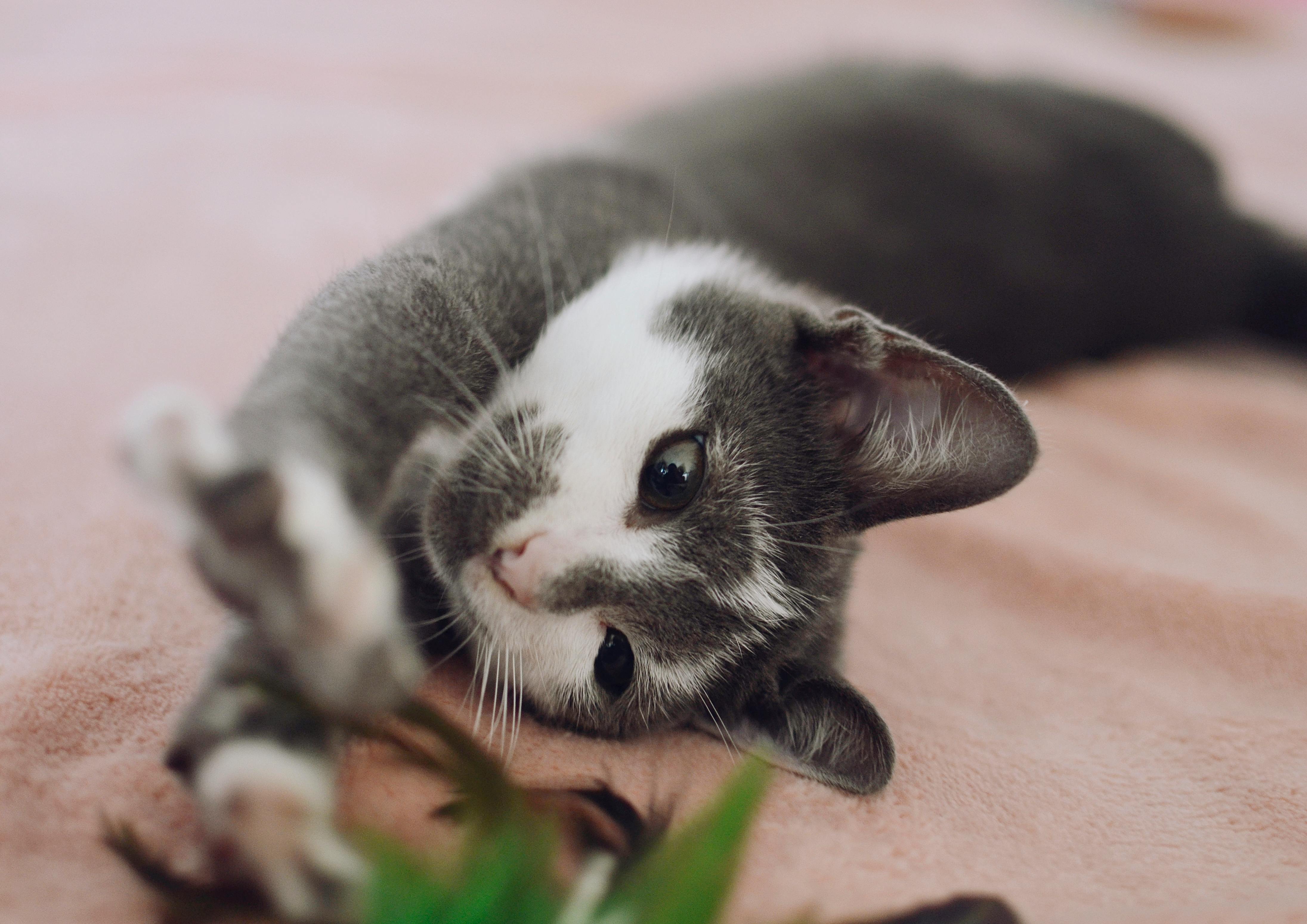 Grey Fur Kitten · Free Stock Photo