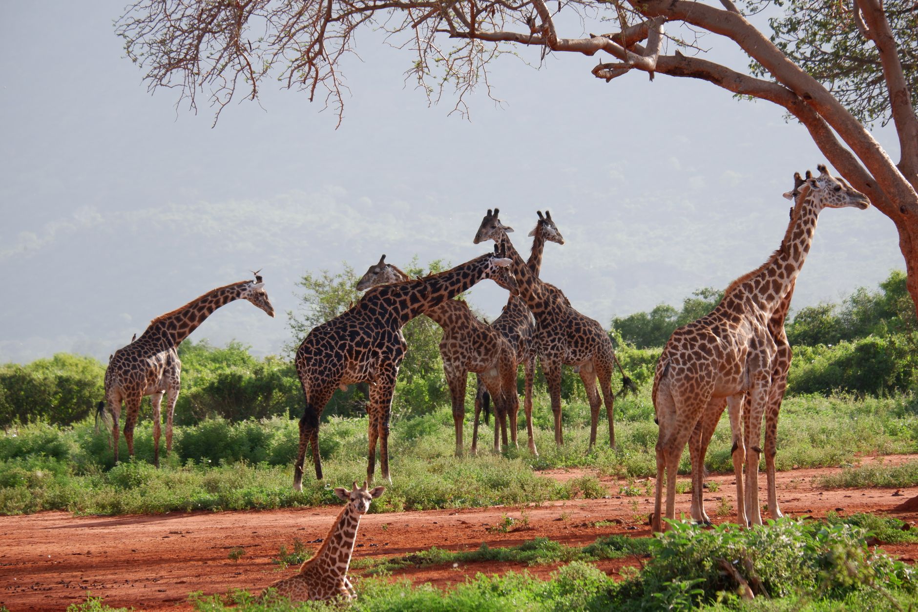 Airport transfers in Tsavo National Park West Airport transfers in Tsavo National Park West
