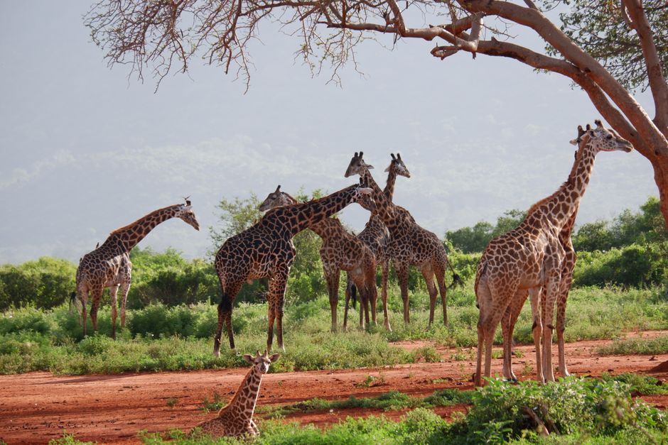 Spectacular Day Trip - Tsavo East National Park (Man Eater Lions of Tsavo & Other Big Five) Review 2026 - A serene scene of a giraffe herd grazing in the lush Kenyan savannah.