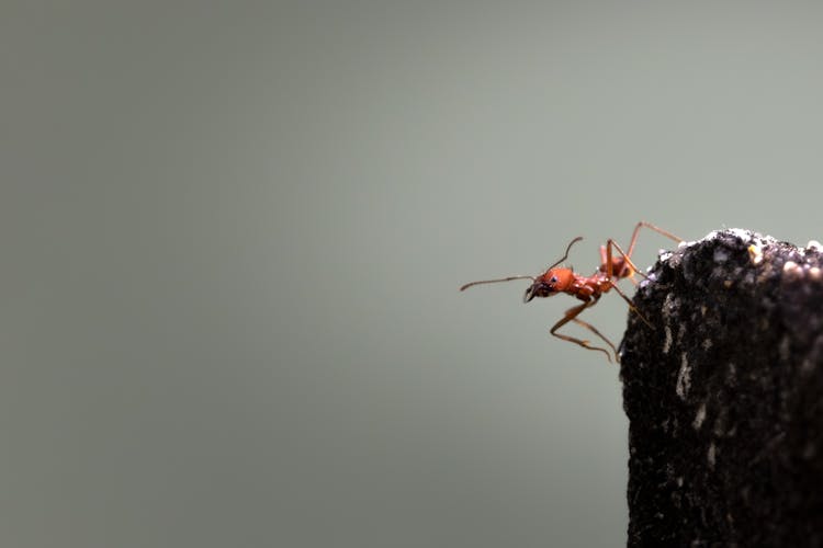 Ant On Rock