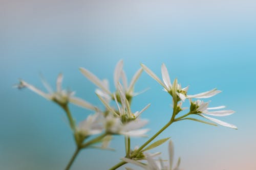 White Flowers in Close-up Photography