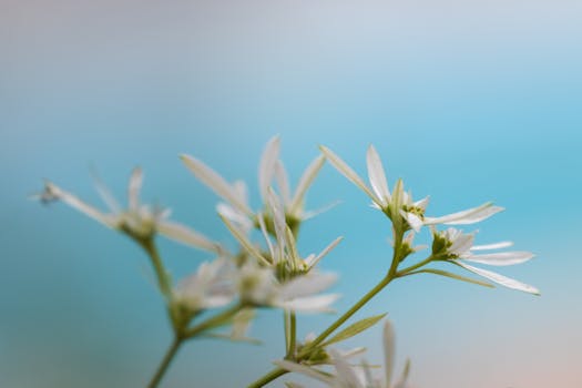Delicate white flowers in focus against a soft blue background, evoking serenity.