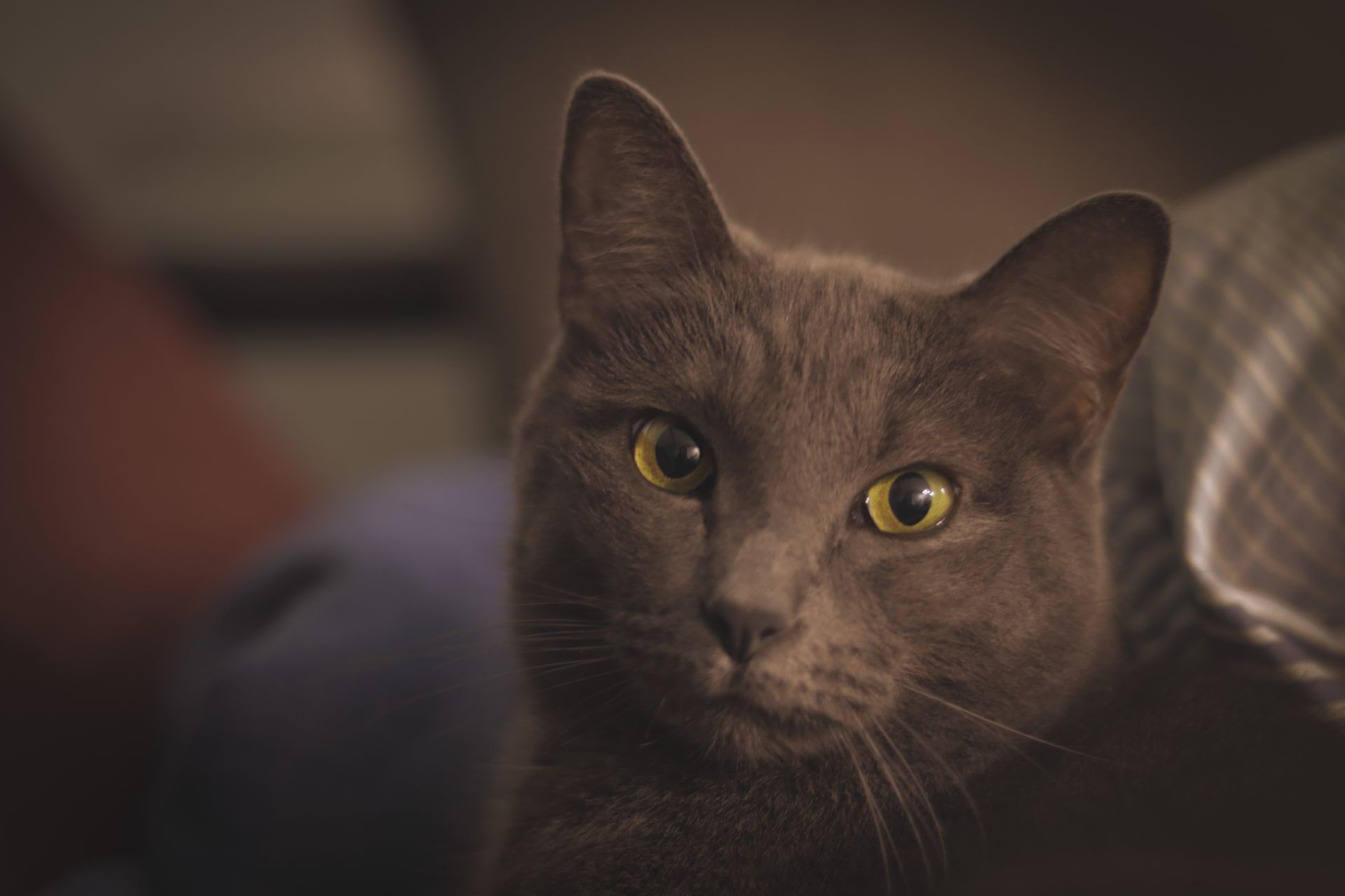 Close-up Photo of a Russian Blue Cat