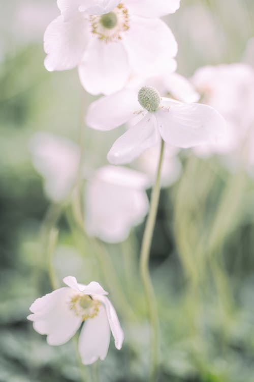 A White Flowers in Full Bloom