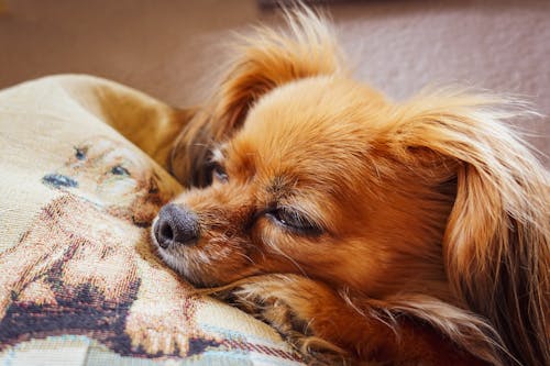 Gratis Foto stok gratis anjing coklat, berbulu, binatang Foto Stok