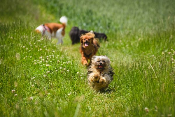 Lively scene of several dogs joyfully running through a lush green field on a sunny day.