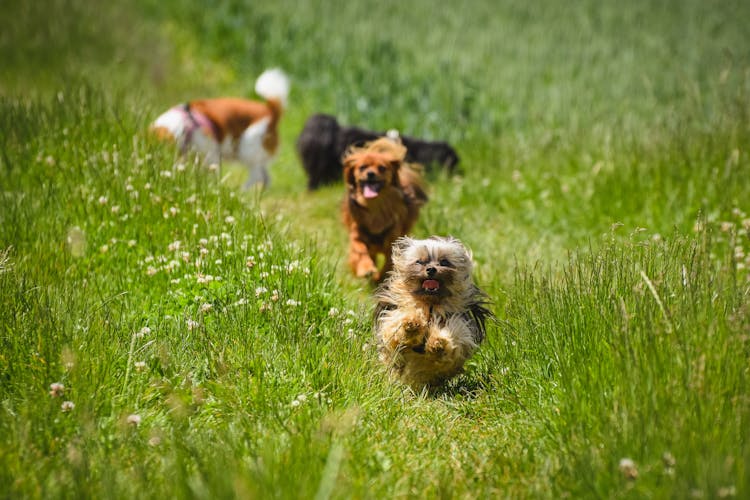 A Cute Dogs Running On Green Grass Field