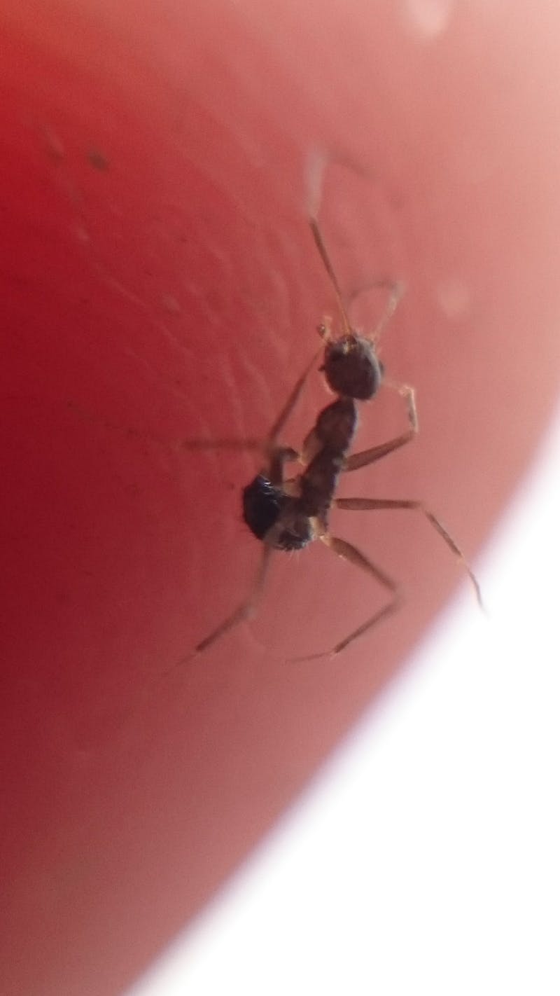 Birthday balloon backdrop