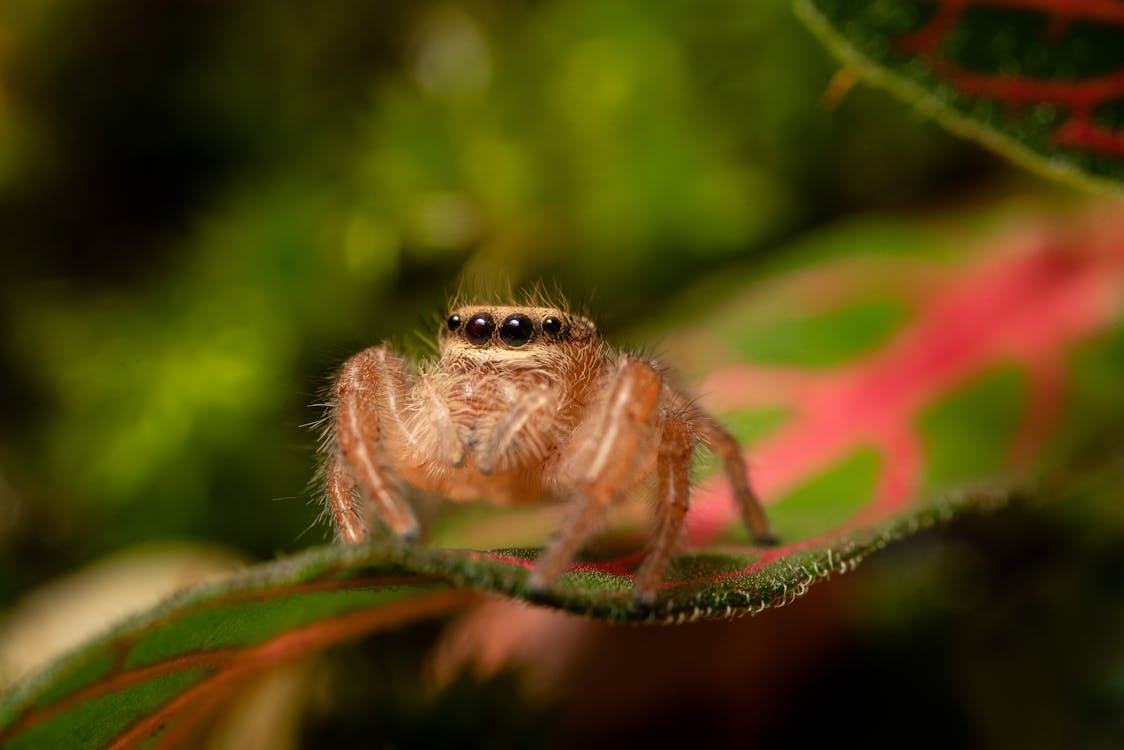 Spider on a Leaf