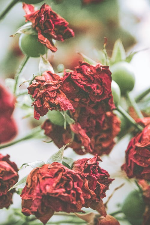Foto stok gratis alam, berbayang, bunga merah