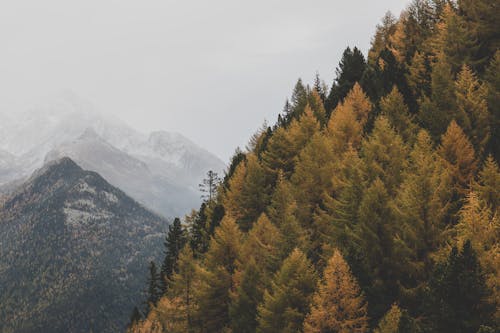 Fotografia Aerea Di Alberi Verdi