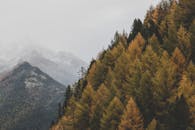 秋季森林和山地景观展现出令人惊叹的活力秋色