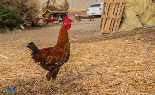 Imagine de stoc gratuită din animal, aparat foto, apreciază