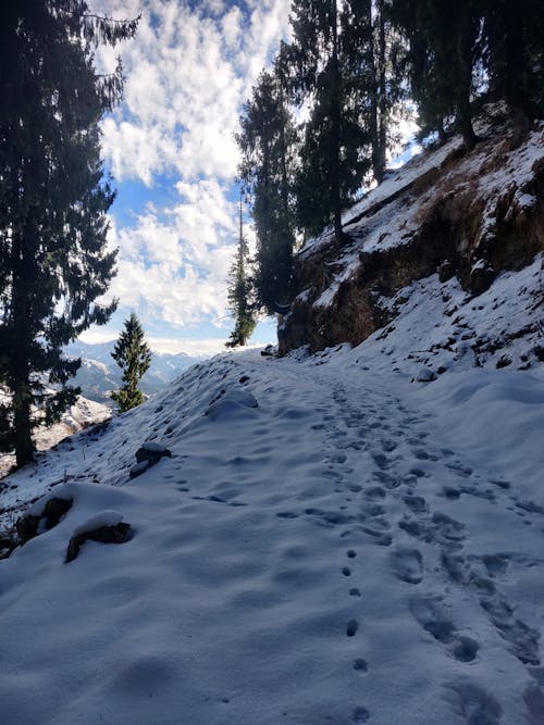 A Snow Covered Ground Between Trees