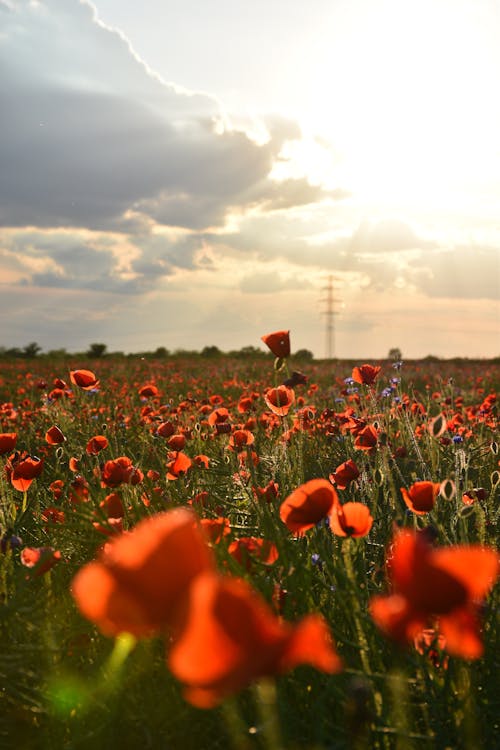 A Red Poppy Flowers on the Field