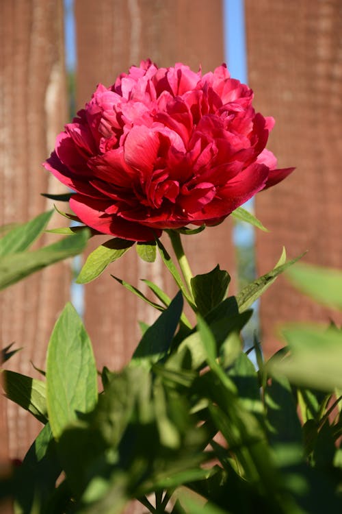 Red Peony in Bloom