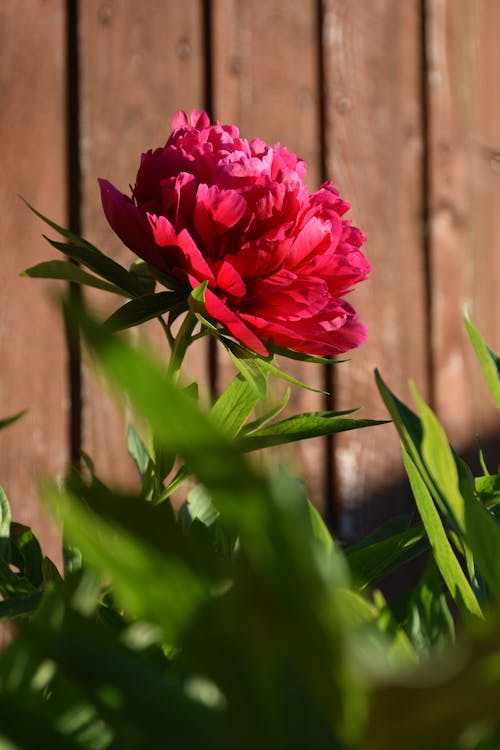 Free A Pink Flower in Full Bloom Stock Photo