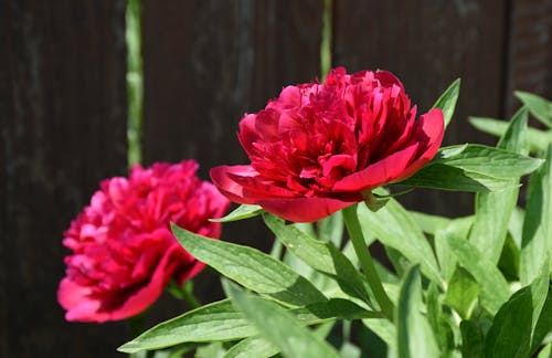 Free A Pink Flowers with Green Leaves Stock Photo