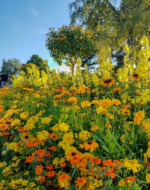 Kostnadsfri bild av äng, blomma, färgglada blommor