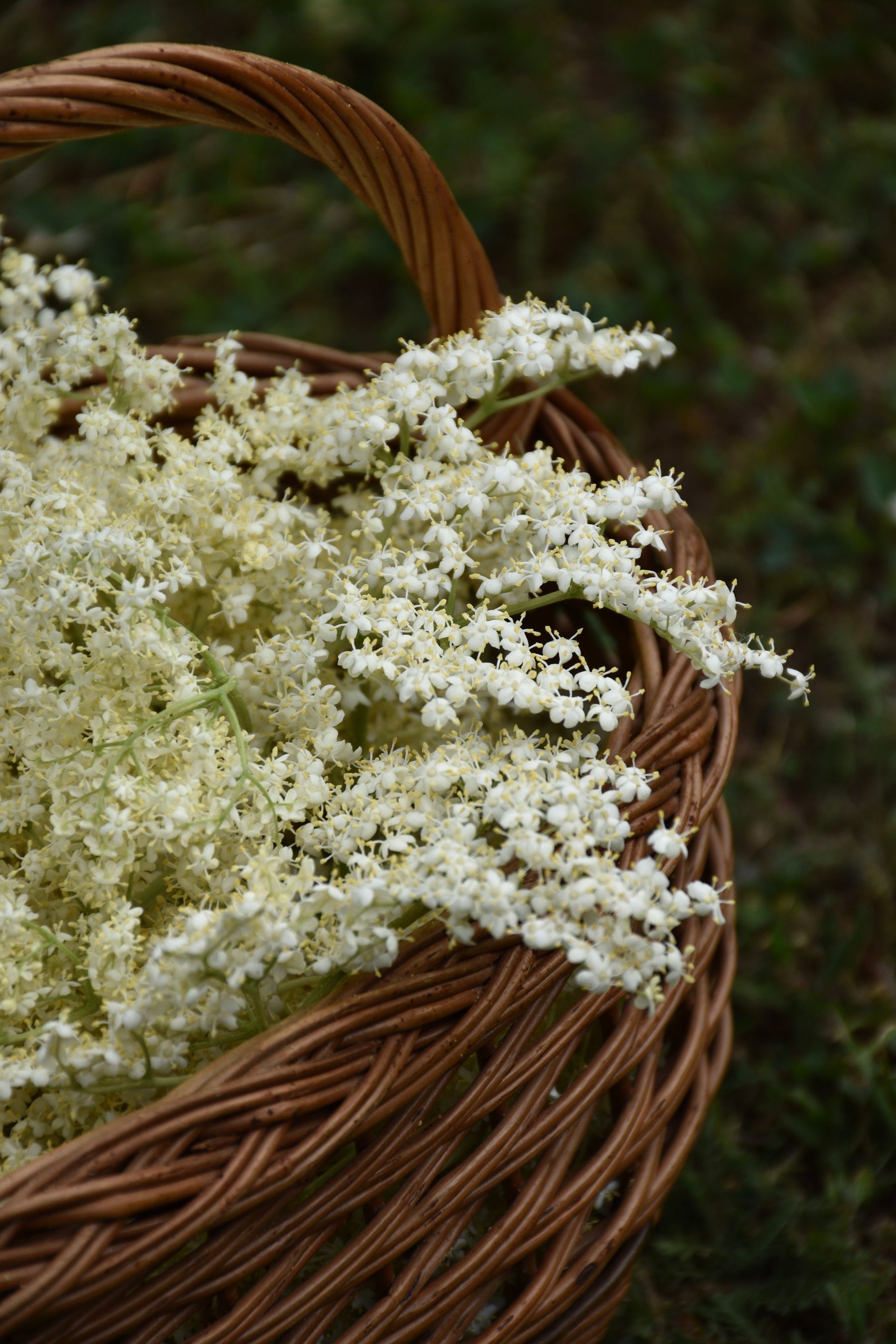 Delicate white elderberry flowers in a rustic basket Delicate white elderberry flowers in a rustic basket
