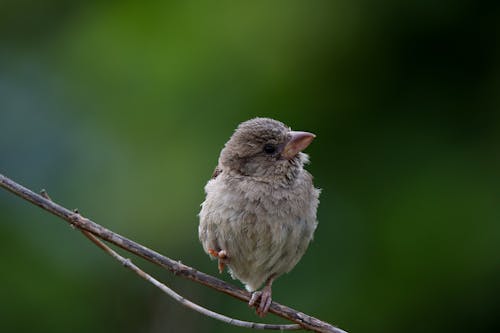 A Bird Perched on a Tree Branch