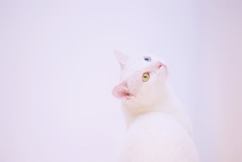 Free Short-coated White Cat Stock Photo