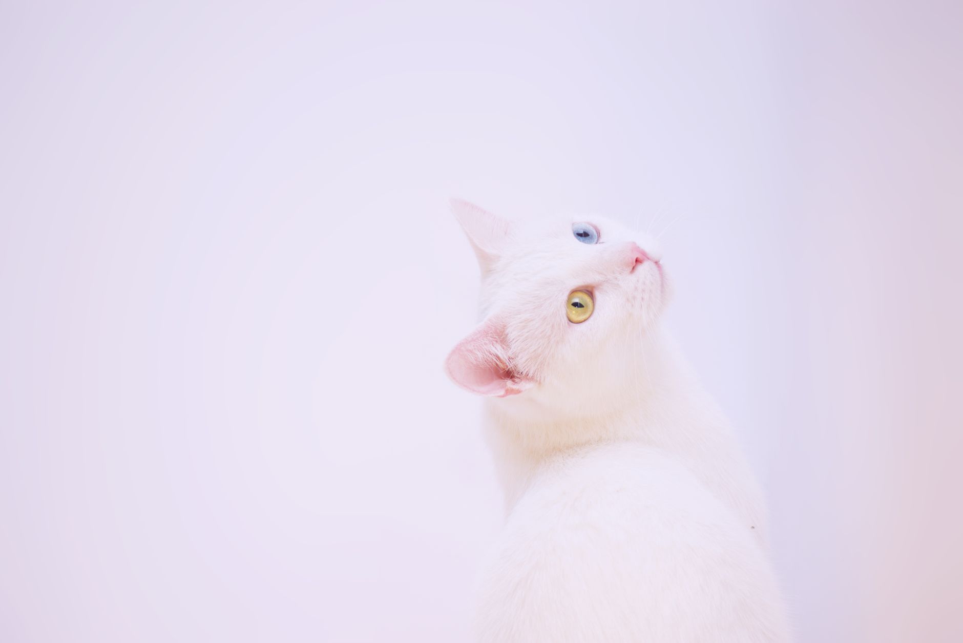 Portrait of a cat at a veterinary clinic