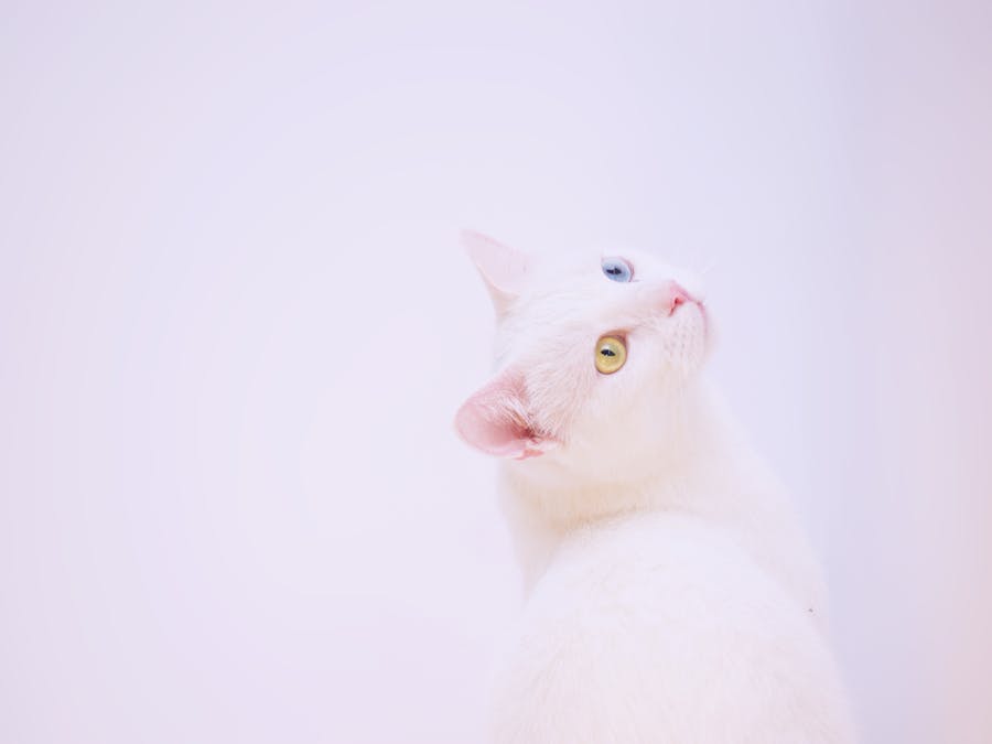 Photo by Dids