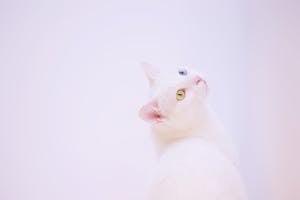 Short-coated White Cat