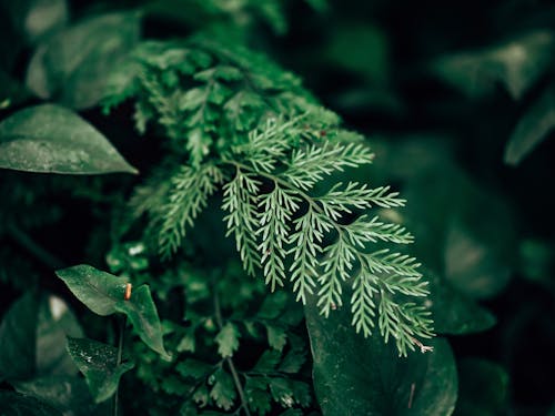 Green Plant in Close Up Photography