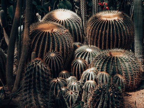 Imagine de stoc gratuită din cactus înalt, cactus rotund, cactuși